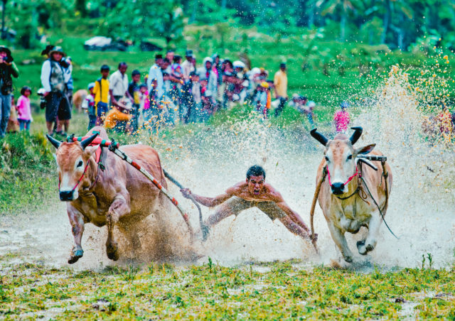Bull Racing, Pacu Jawi, Batusangkar, West Sumatra, Indonesia, Bull 