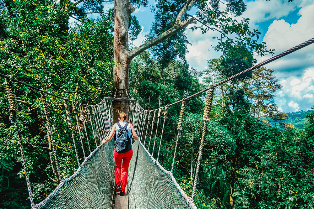 Borneo,Sumatera, Walkway,Canopy,Tour, Bridge,In,The,Rain Forest,Kota Kinabalu,