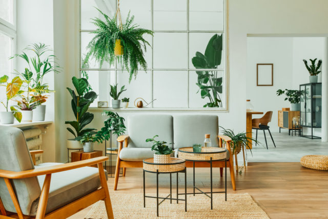 Indoor plants, modern home, indoor garden, living room